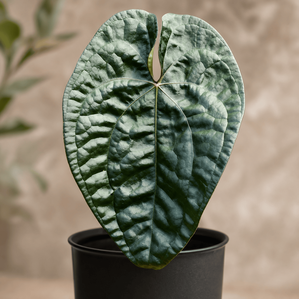 Anthurium David Portilla 'Dreams' - hibrid de colectie cu frunze texturate