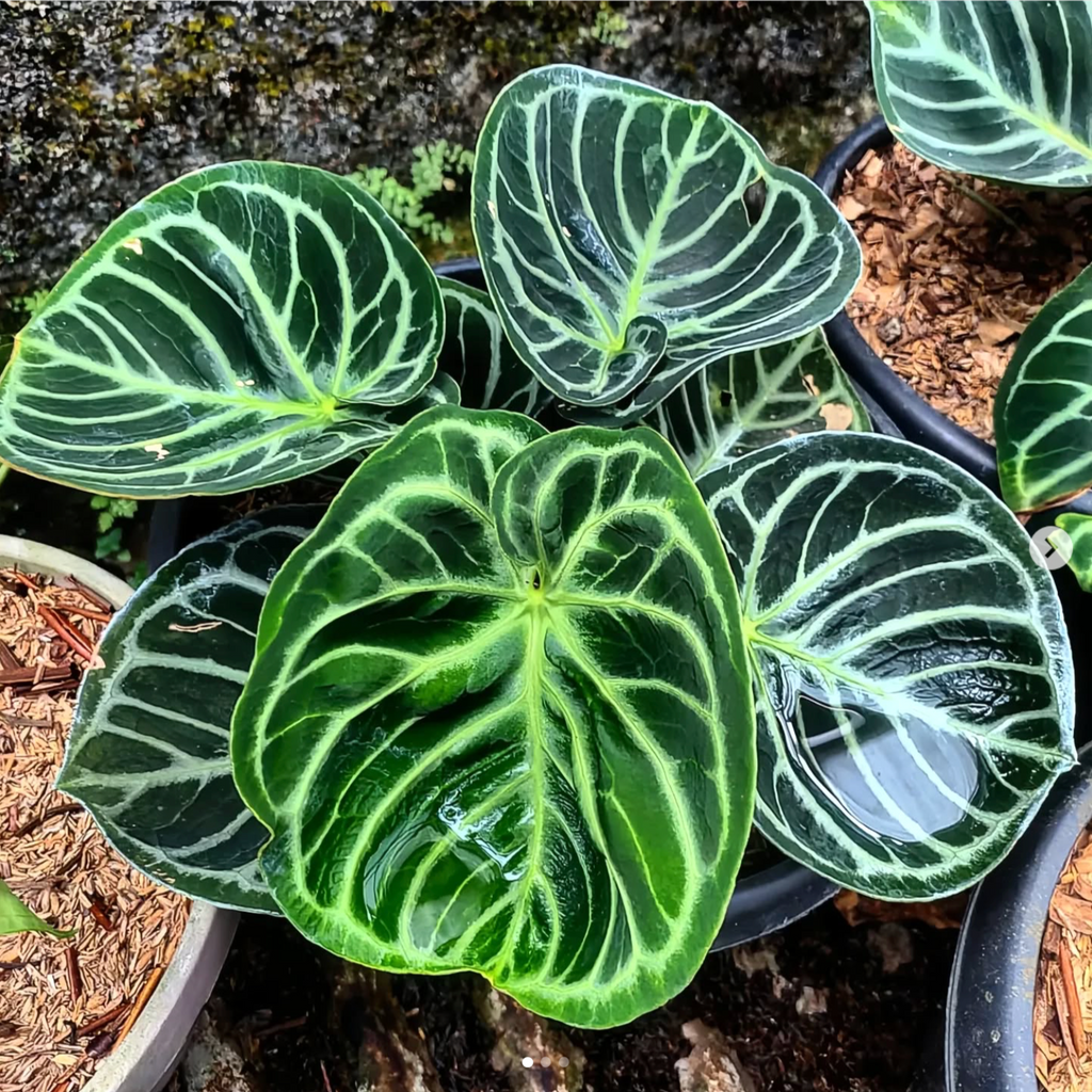 Anthurium 'Dorayaki' - varietate spectaculoasa, compacta