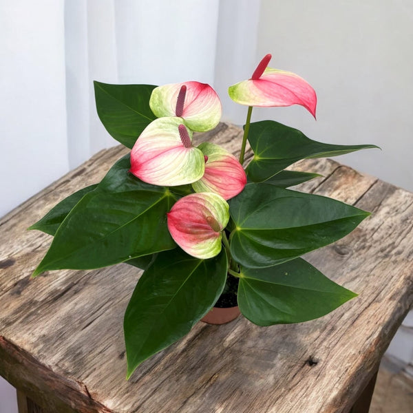 Anthurium 'Exota'  - Floarea Flamingo