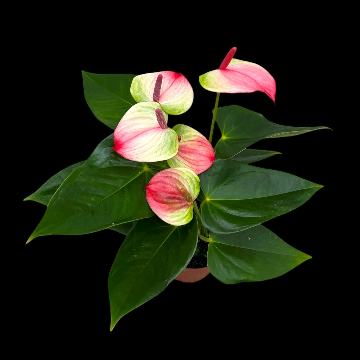 Anthurium 'Exota'  - Floarea Flamingo