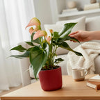 Anthurium ‘Joli Peach' koristeellisella maskilla ja automaattikastelujärjestelmällä, helppohoitoinen