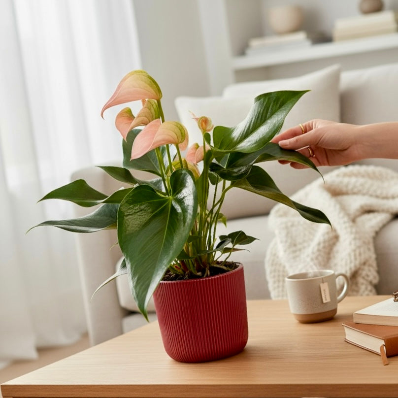 Anthurium ‘Joli Peach' cu masca deco si sistem cu autoirigare, ingrijire usoara