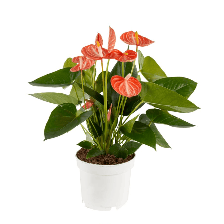 Anthurium Livium Orange