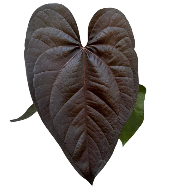 Anthurium 'Queen of Hearts' (babyplant)