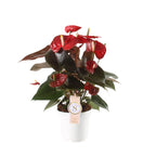 Anthurium Coral Champion