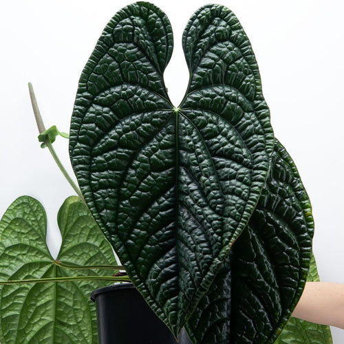 anthurium quilted hearts Anthurium luxurians (Quilted Hearts Anthurium) – Secret Garden Plant Shop