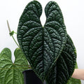 Anthurium luxurians (Quilted Hearts Anthurium)