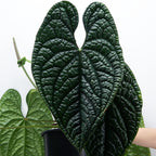 Anthurium luxurians (Quilted Hearts Anthurium)