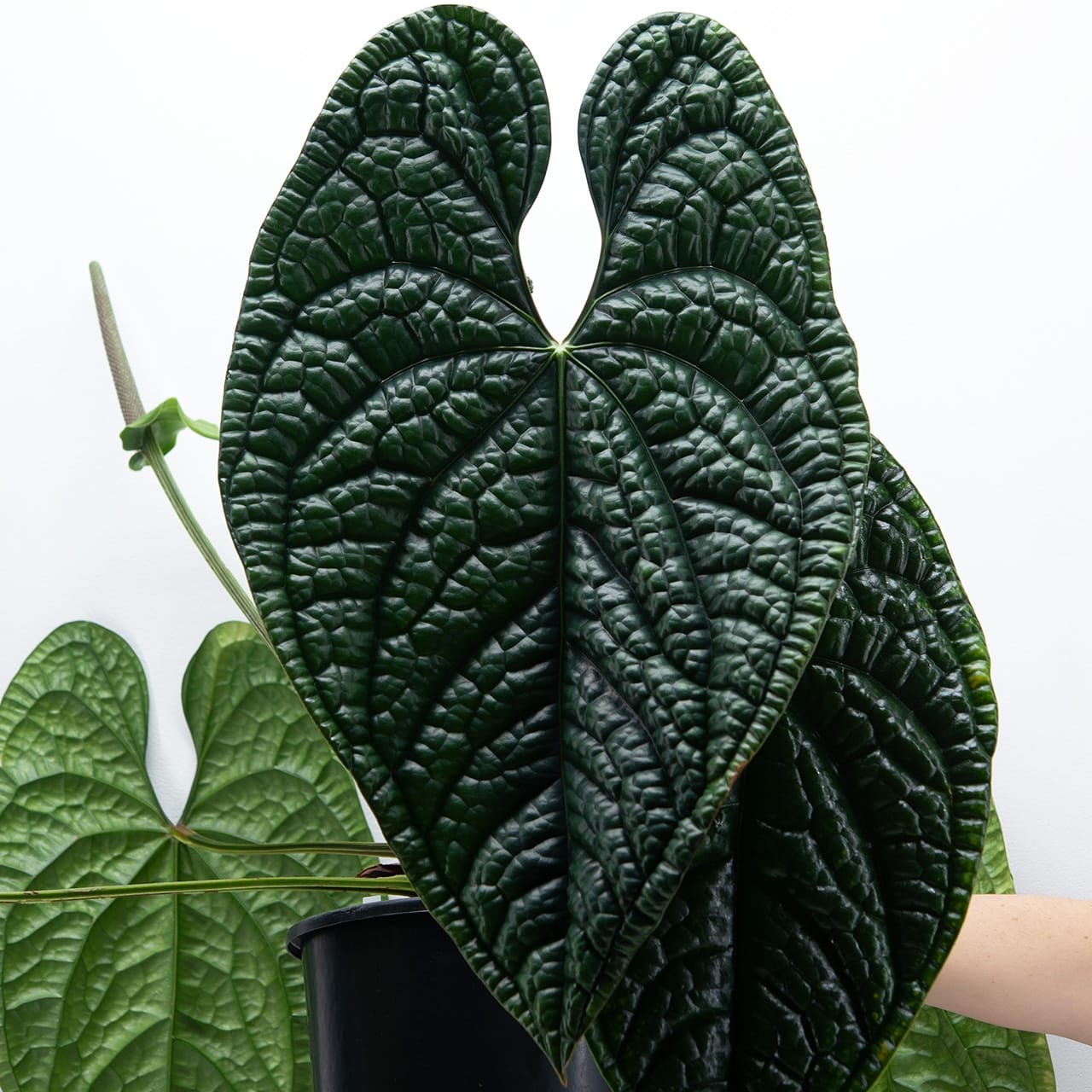 Anthurium luxurians (Quilted Hearts Anthurium)