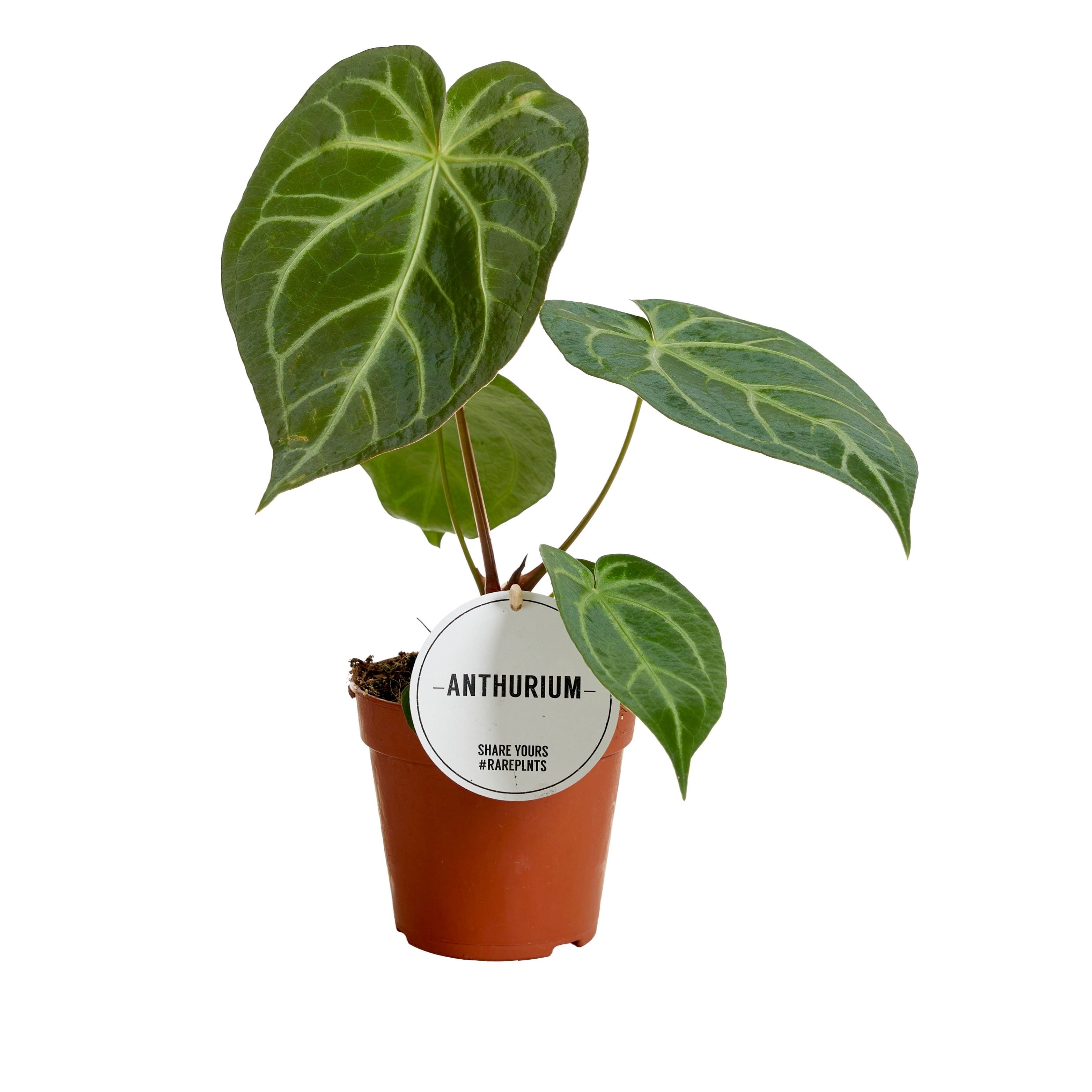 anthurium blad Anthurium magnificum – fluweelachtig blad en zilveren nerven in een tr – Secret Garden Plant Shop