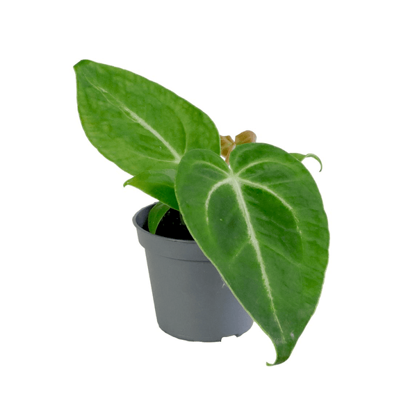 Anthurium magnificum (Babypflanze – Jugendform)