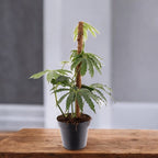 Anthurium polyschistum