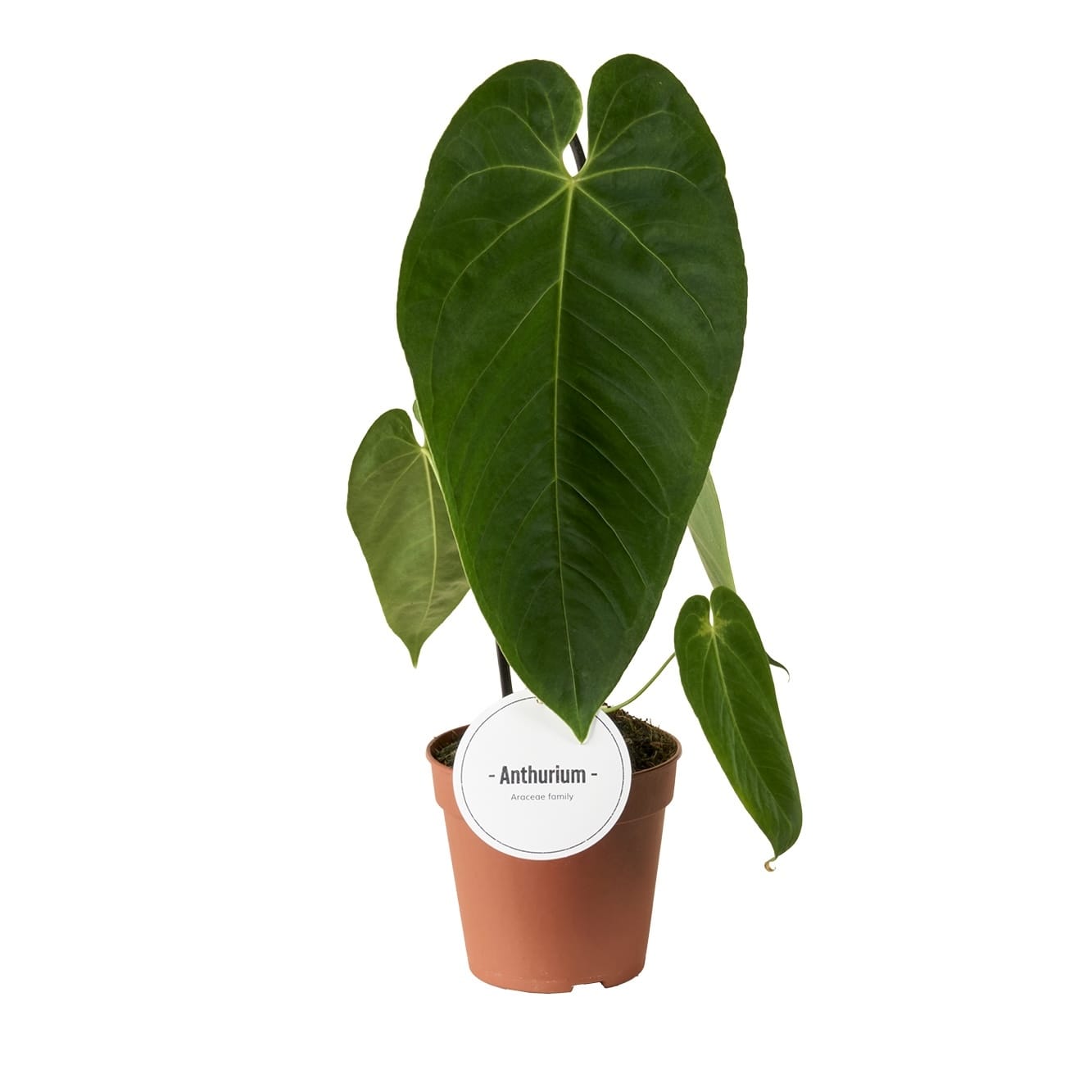 Anthurium queremalense