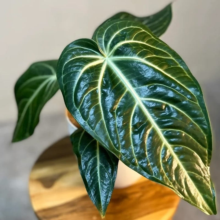 Anthurium villenaorum