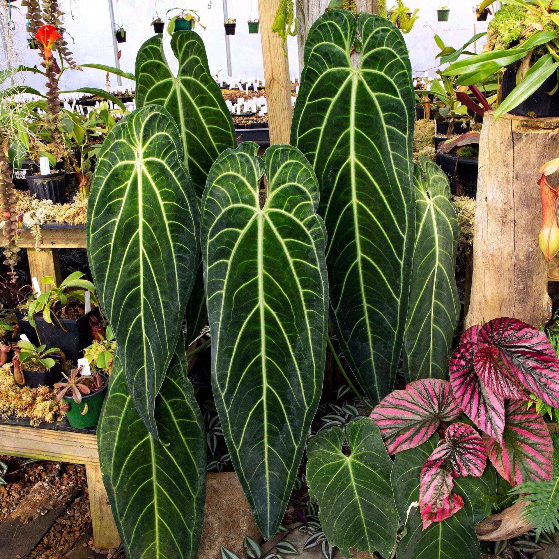 anthurium po polsku Anthurium warocqueanum (Królewskie Anturium)