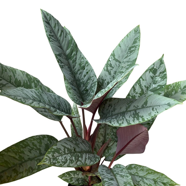 Apobalis acuminatissima 'Rotes Schwert'