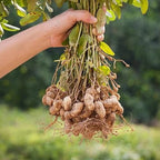 Arachis hypogaea (Pianta di Arachidi)