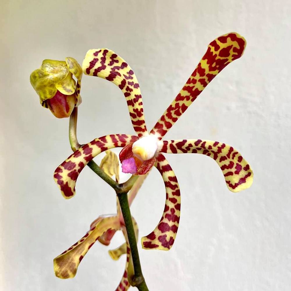 Arachnis Maggie Oei 'Variegata'