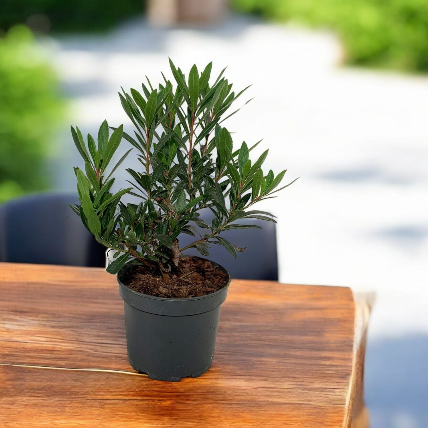 Arbutus unedo Mercurius