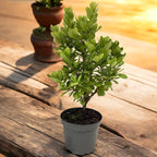 Arborele de capsuni - Arbutus unedo 'Peace & Love' ('Levap' PBR)