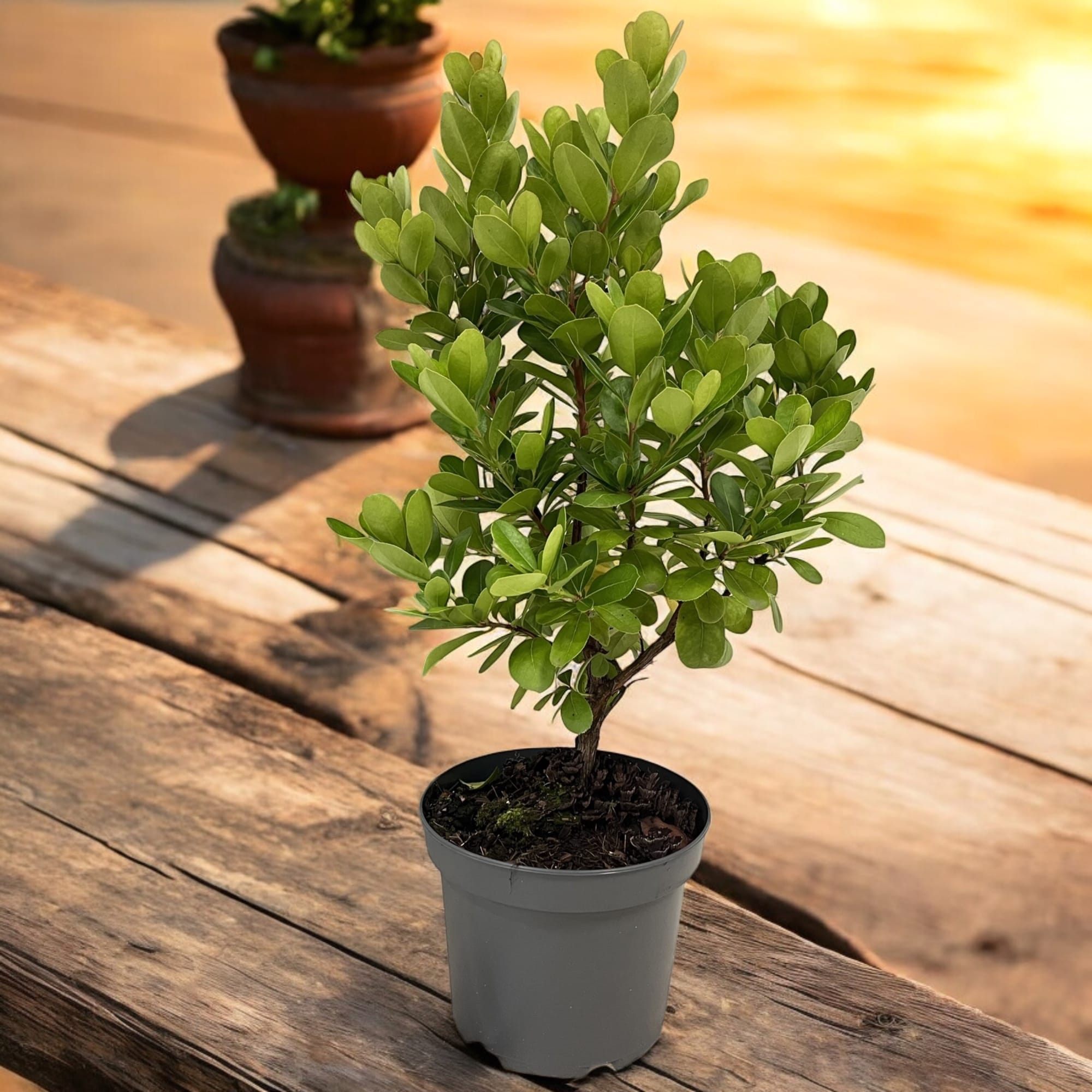 Arborele de capsuni - Arbutus unedo 'Peace & Love' ('Levap' PBR)