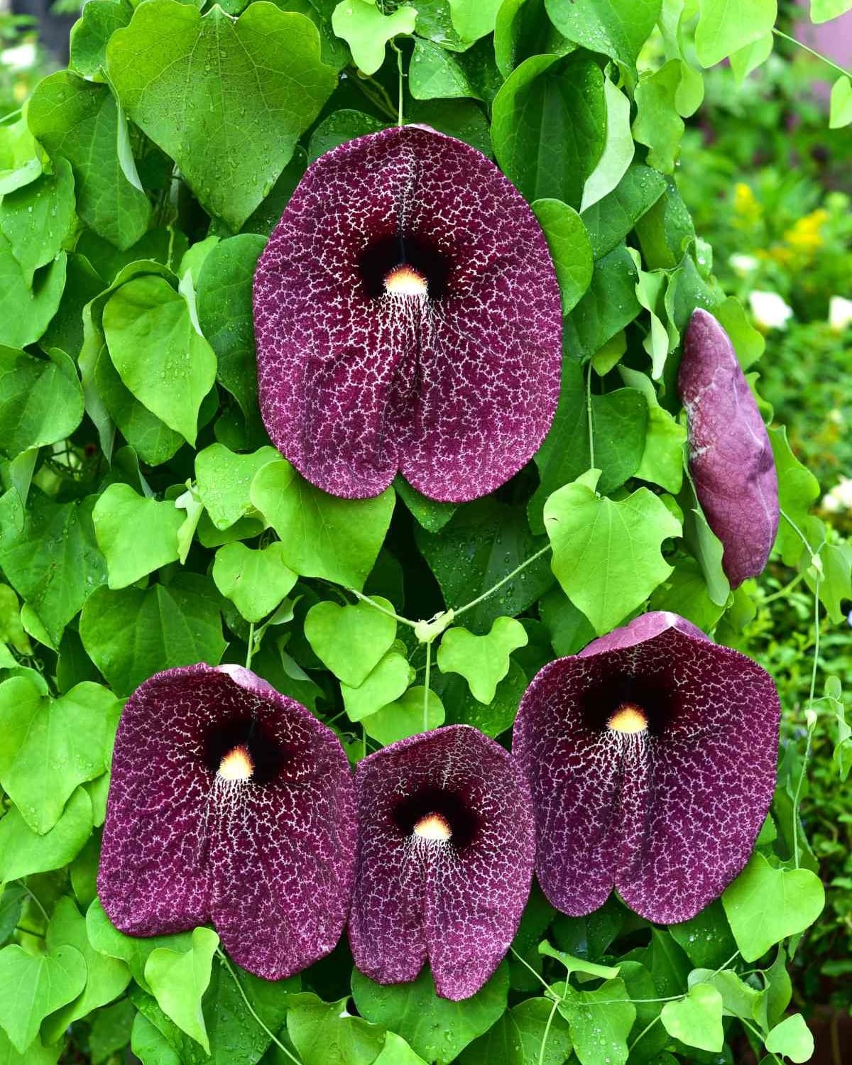 Aristolochia macrophylla (Dutchman's pipe, Pipevine)