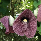 Aristolochia macrophylla (Pfeifenwinde, Pfeifenrebe)