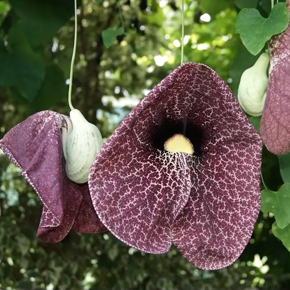 Aristolochia macrophylla (Dutchman's pipe, Pipevine)