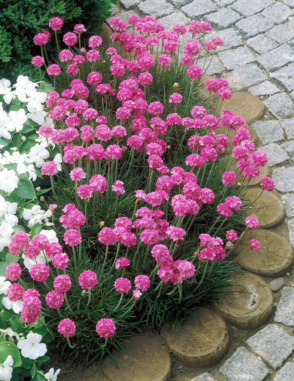 Armeria maritima ‘Rosea' – tufis compact cu flori roz delicate