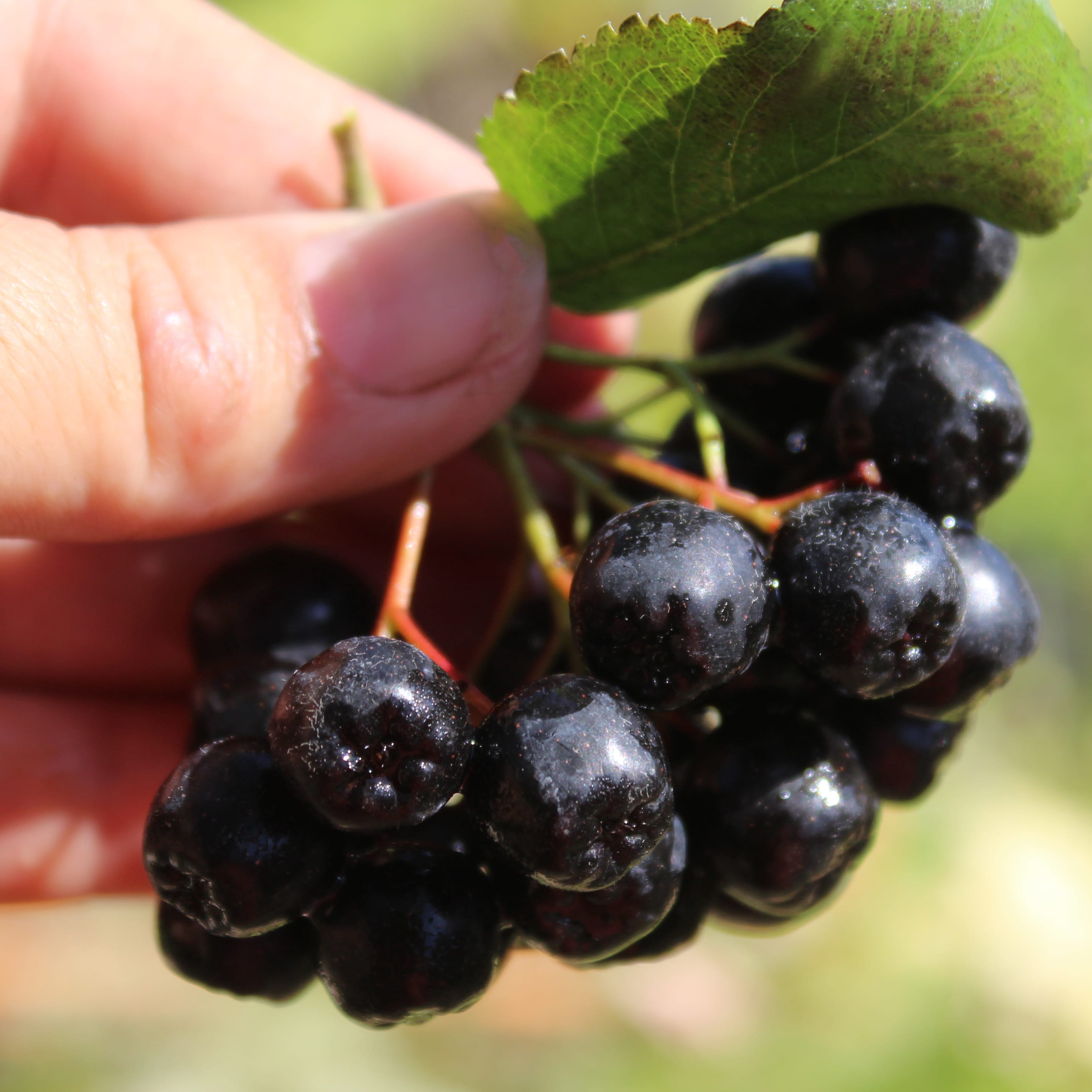 Aronia melanocarpa 'Galicjanka'