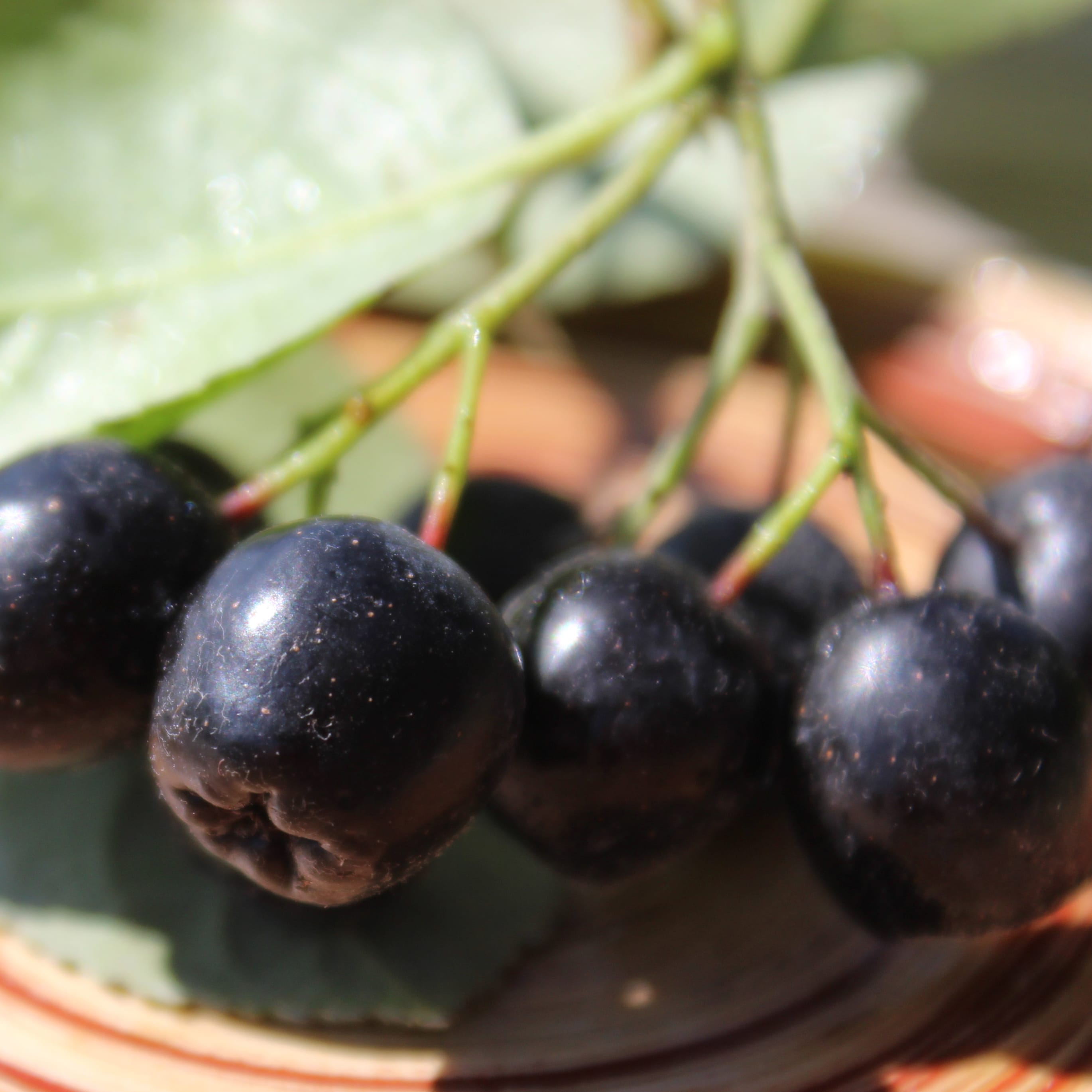 Aronia melanocarpa 'Galicjanka'