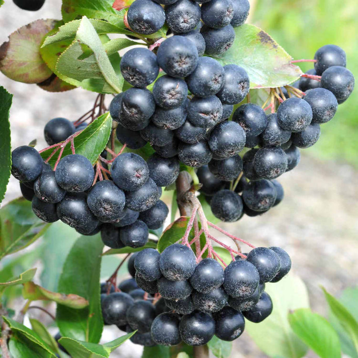 Aronia x prunifolia 'Nero'