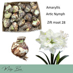 Hippeastrum ‘Arctic Nymph’ – amaryllis cu flori duble alb-crem, catifelate