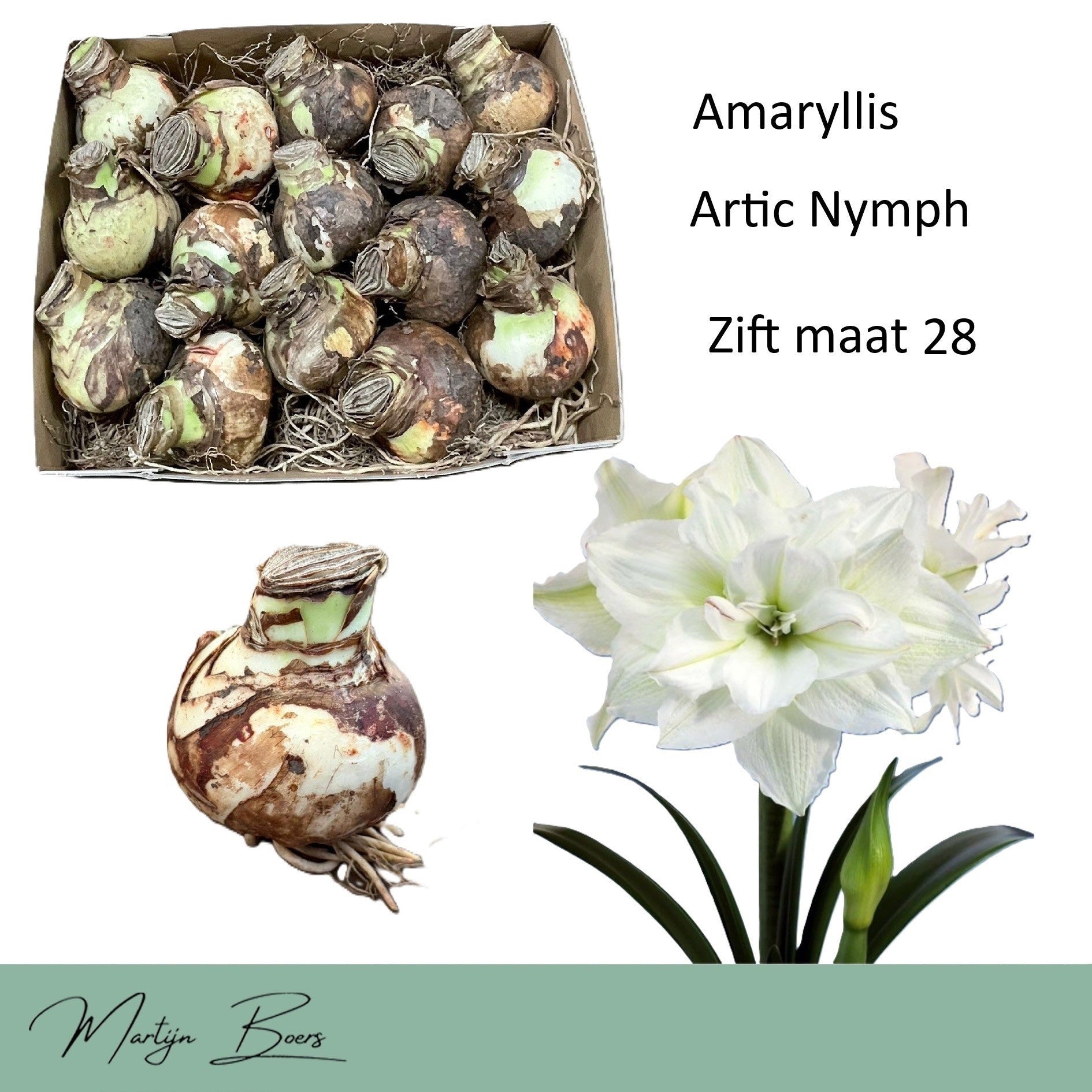 Hippeastrum ‘Arctic Nymph’ – amaryllis cu flori duble alb-crem, catifelate
