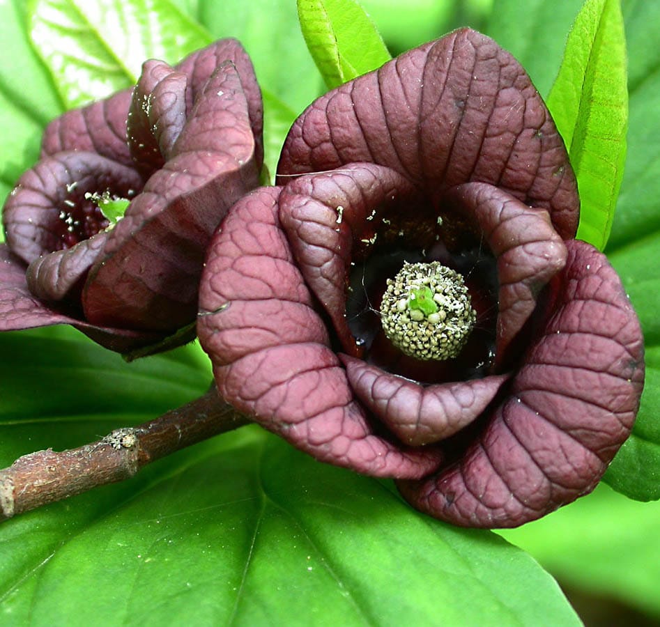 Asimina triloba 'Sunflower' (Paw Paw, Banana Nordului) - varietate autofertila