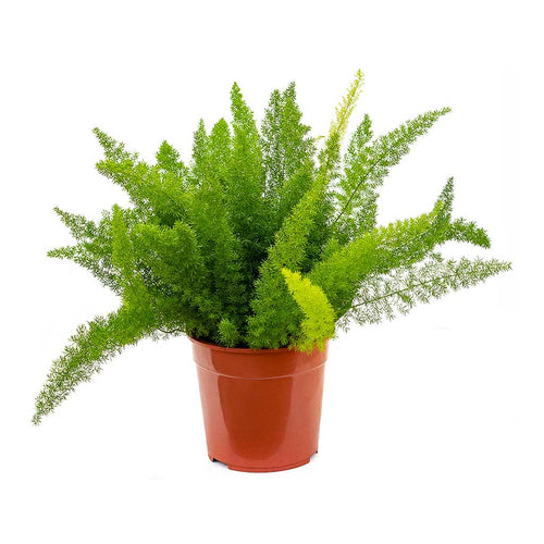 Asparagus densiflorus 'Myers' (Fuchsschwanzfarn) – Secret Garden Plant Shop