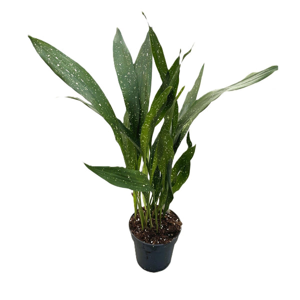 Aspidistra elatior minor 'Milky Way'