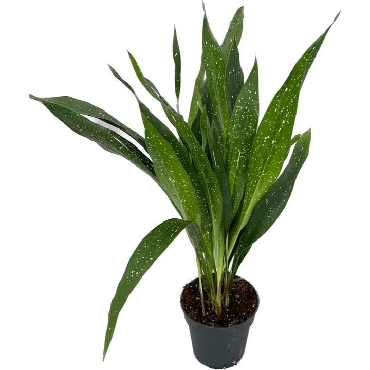 Aspidistra elatior minor 'Milky Way'