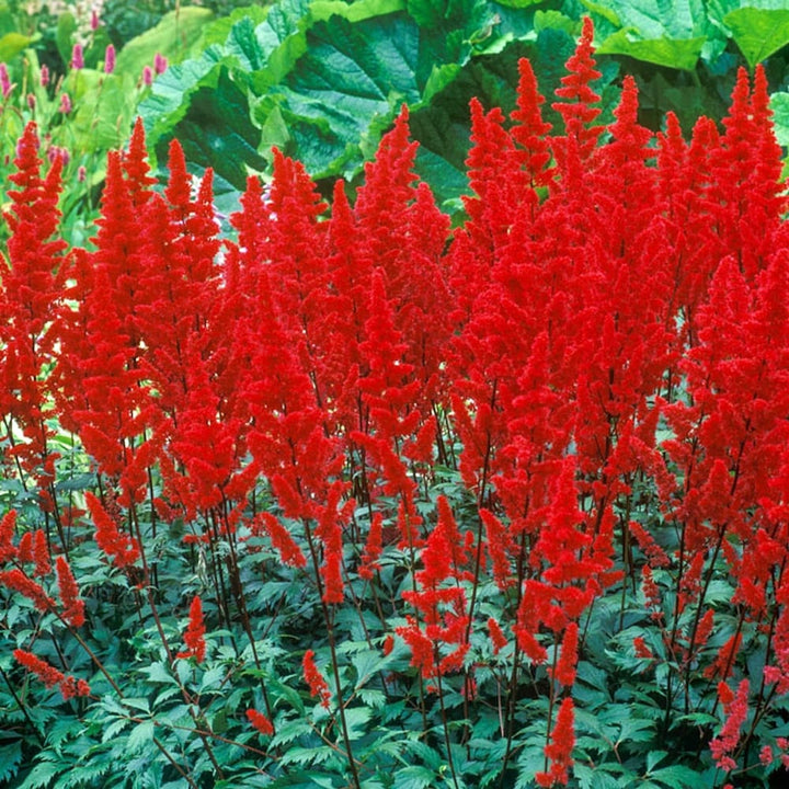 Astilbe 'Fanal'