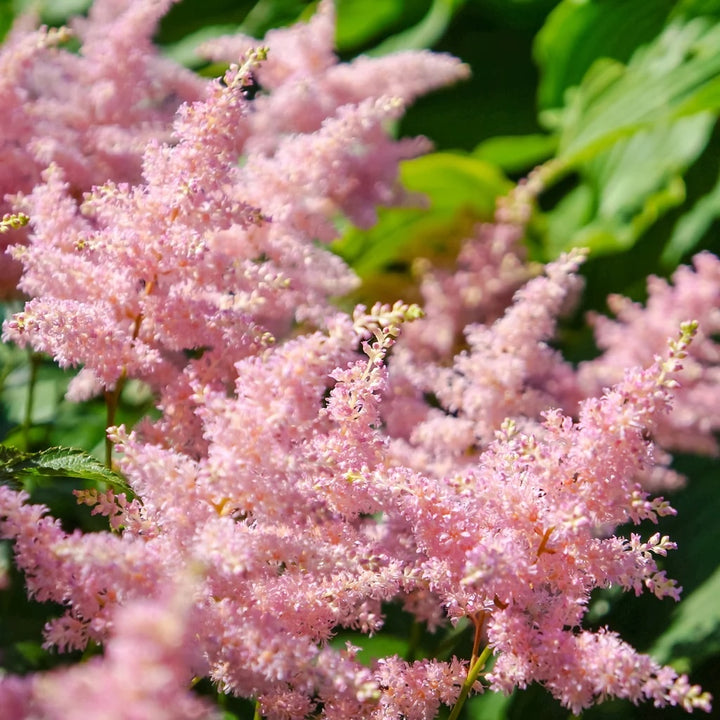 Astilbe 'Europa'