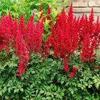 Astilbe 'Red'