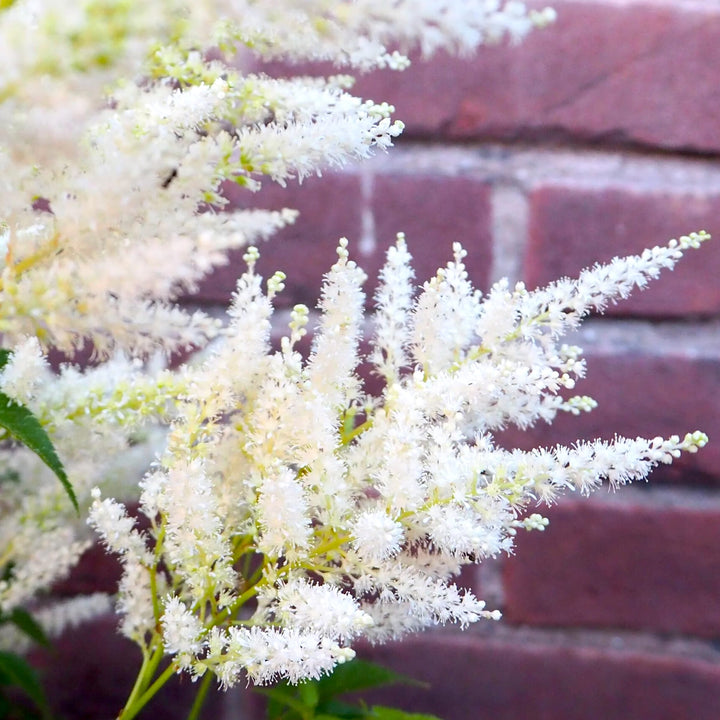 Astilbe 'Washington'