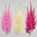 Astilbe mix - planta rezistenta de gradina