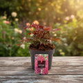 Astilbe Red