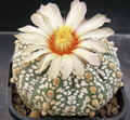 Astrophytum asterias (Silberdollar-Kaktus) - Sammleredition