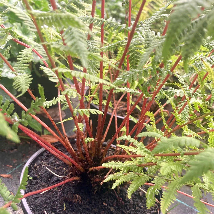 Athyrium otophorum 'Okanum'