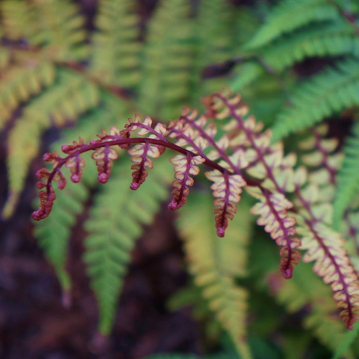 Athyrium otophorum 'Okanum'