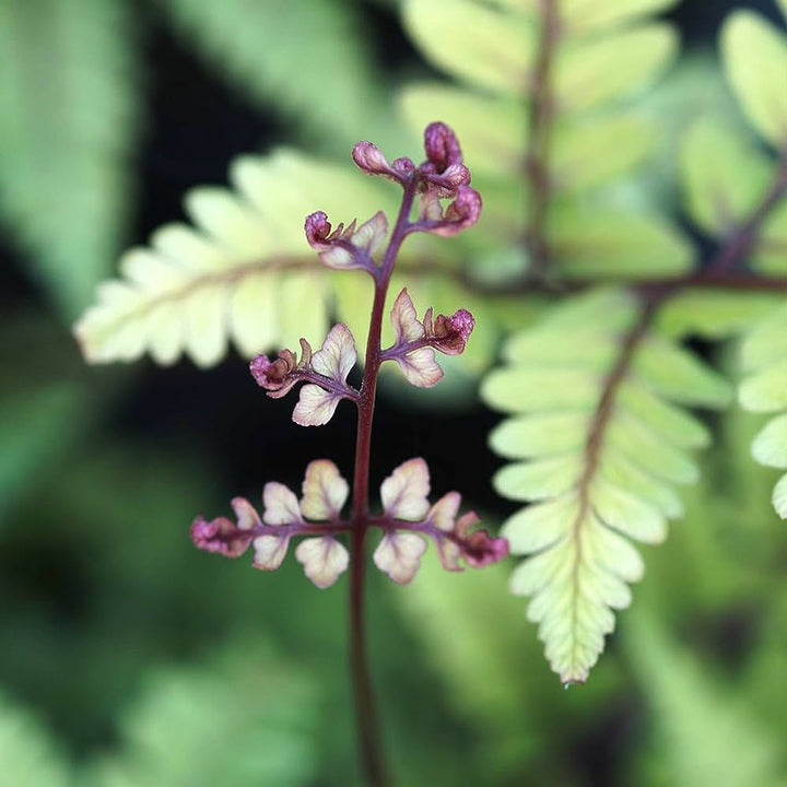 Athyrium otophorum 'Okanum'