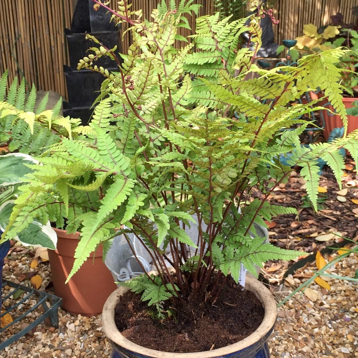 Athyrium otophorum 'Okanum'