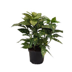 Aucuba japonica 'Crotonifolia' (Spotted Laurel)